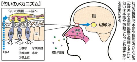 臭覚 嗅覚 違い：匂いの迷宮を彷徨う