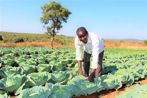  Beyond Food: Reflections on the African Landscape  A captivating exploration of sustainable agriculture intertwined with poignant tales of resilience