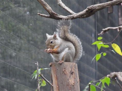 井の頭公園 リス と 都会の自然の調和